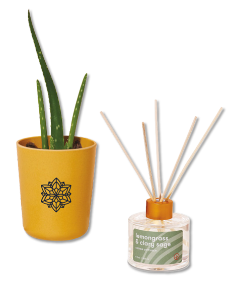 Modern sprout aloe take care kit